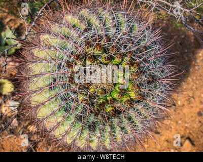 Vista superiore del crescente selvatici cactus. Foto Stock