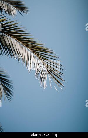 Bella ripresa verticale di un ramo di palma con foglie su sfondo blu puro Foto Stock