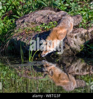 Red Fox bere da stagno con la riflessione sull'acqua Foto Stock