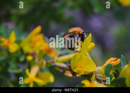 Un grande shaggy bumblebee raccoglie il nettare da un luminoso giallo fiore. Foto Stock