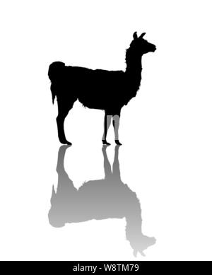 Vector llama silhouette su sfondo bianco Illustrazione Vettoriale