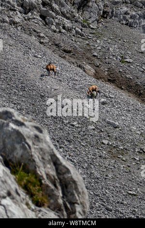 Camosci sul ripido grigio campo di macerie nelle montagne austriache Foto Stock