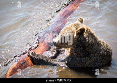 Mola, un residente orso grizzly (Ursus arctos horribilis) dell'orso santuario Presso Grouse Mountain, North Vancouver, British Columbia, Canada. Foto Stock