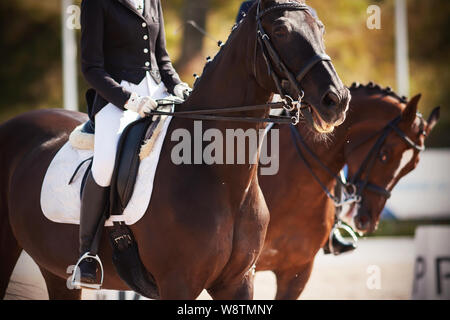 Bellissimi cavalli, vestito di munizioni, con piloti nelle selle, partecipare a competizioni di dressage su una soleggiata giornata estiva. Uno dei cavalli neighed Foto Stock