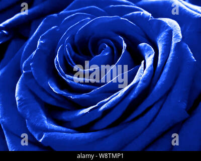 La rosa blu Foto Stock