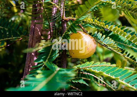 Phyllanthus emblica, noto anche come emblic, emblic myrobalan, myrobalan, uva spina indiana, Malacca albero o lrd dal sanscrito amalaki è un deciduo Foto Stock