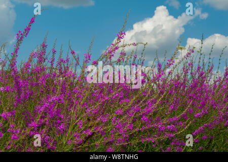 Bel prato selvaggio con fiori viola in fiore e la giornata soleggiata con chiaro cielo blu e nuvole bianche. Foto Stock