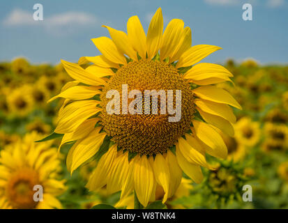 Close-up di sun flower contro un cielo blu. Girasole di close-up. Girasoli tra un campo nel pomeriggio. Foto Stock