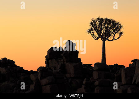 Silhouette di una faretra tree (Aloe dichotoma) e rocce al tramonto, Namibia Foto Stock