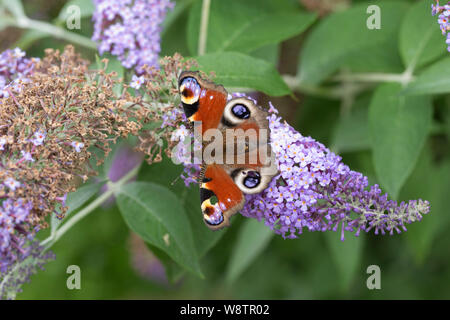 Una farfalla pavone, Aglais io, alimentazione su Buddleia fiori, Cotswolds, REGNO UNITO Foto Stock