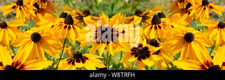 Black-eyed Susan Rudbeckia hirta fiore giallo, banner sfondi. Bella decorativa fiori da giardino, ampio panorama Foto Stock