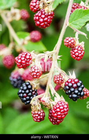 Cutleaf mora sempreverde, frutti di maturazione Robus laciniatus Foto Stock