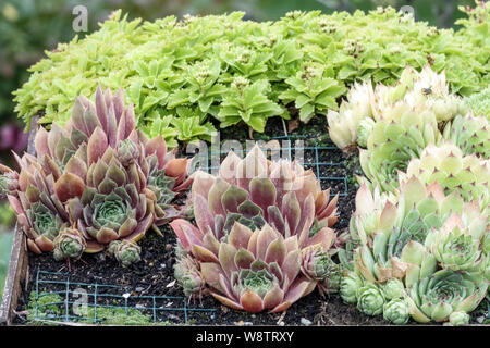 Vari succulenti duri Sempervivum, adatti per il suolo secco, che cresce sul tetto Foto Stock