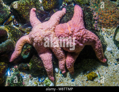 Paio di ocra stelle di mare vicino insieme su una roccia, comune starfish specie dall'oceano pacifico Foto Stock