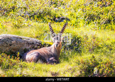 Alpine ibex maschio giacente sulla montagna verde prato vicino a Chamonix nelle Alpi francesi. Maschio con le corna. Noto anche come lo stambecco, bouquetin, o semplicemente ibex, una specie di capra selvatica. Copia spazio per il testo. Foto Stock