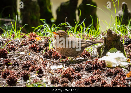 Una femmina di merlo si siede in un prato verde nella foresta. Il Merlo comune, Turdus merula, chiamato anche Eurasian blackbird. Foto Stock