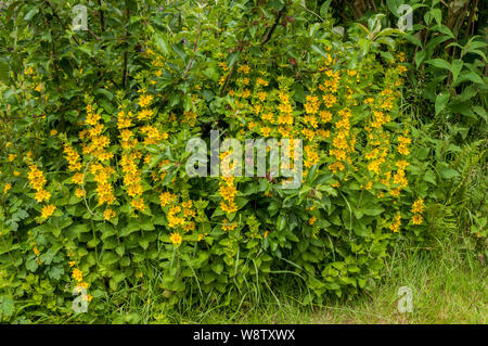 Lysimachia punctata Loosestrife crescente in una selvaggia zona giardino piante erbacee perenni fioritura metà a fine estate ed è completamente hardy Foto Stock