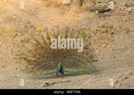 Indian peafowl Pavo cristatus, maschio adulto, visualizzazione a femmina, Parco Nazionale di Kanha, Madhya Pradesh, India, può Foto Stock