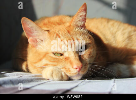 Lo zenzero Gatto sdraiato sul sole in casa Foto Stock