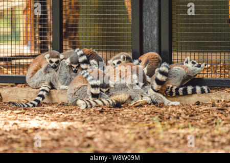 Una famiglia di lemuri huddle insieme per la sicurezza e il calore in un zoo nel Nord del Regno Unito Foto Stock