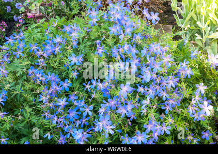 Geranio platypetalum in fiore in un confine erbacee un intrico di formatura in fiore blu perenne che è frost hardy Foto Stock