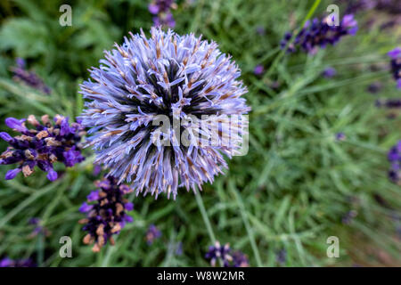 Echinops o globo fiore di cardo Foto Stock