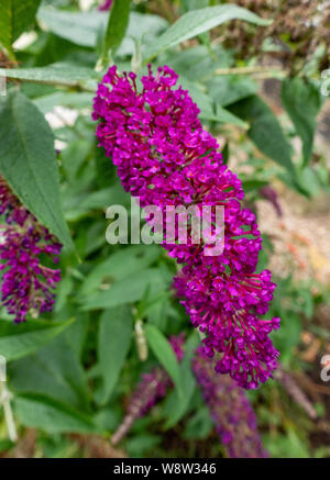 Buddleja Davidii, Estate lilla, Royal Red Foto Stock