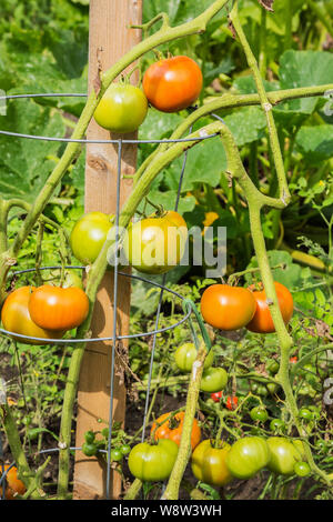 Produzione biologica red Lycopersicon esculentum - piante di pomodoro in cortile residenziale orto in estate Foto Stock