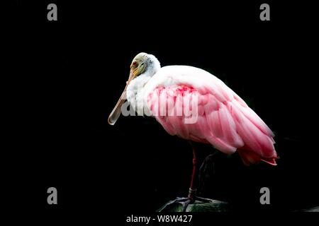 Roseate spoonbill isolati su sfondo nero. Foto Stock