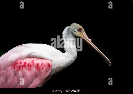 Roseate spoonbill isolati su sfondo nero. Foto Stock