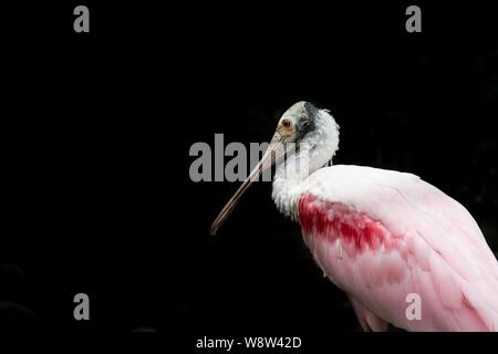 Roseate spoonbill isolati su sfondo nero. Foto Stock