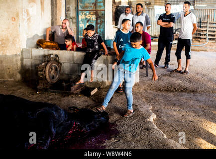 (Nota dell'EDITORE: immagine contiene il contenuto grafico.)palestinesi guarda come macellerie tagliate i bovini macellati durante il giorno santo. Eid al-Adha celebrazione, indica la volontà del profeta Ibrahim (Abramo per i cristiani e gli ebrei) al sacrificio del figlio. Durante la vacanza, che dura da quasi quattro giorni, musulmani della macellazione di ovini o bovini e distribuire parte della carne ai poveri e mangiare il resto. Foto Stock