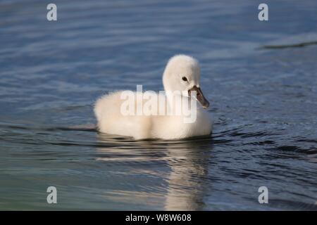 Un bambino cigno cygnet nuoto su un lago blu in primavera Foto Stock