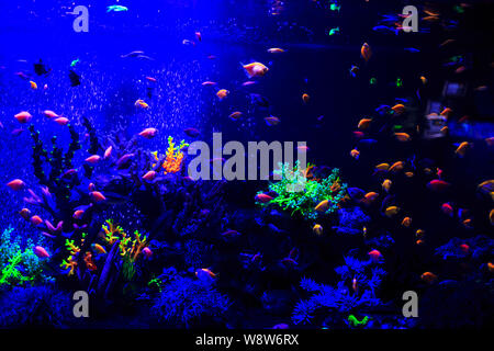 Bel gruppo di pesci di mare catturati dalla fotocamera sotto l'acqua sul blu scuro sfondo naturale dell'oceano o acquario. Underwater pesci colorati Foto Stock