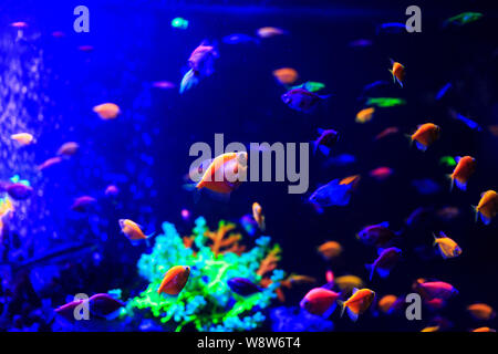 Bel gruppo di pesci di mare catturati dalla fotocamera sotto l'acqua sul blu scuro sfondo naturale dell'oceano o acquario. Underwater pesci colorati Foto Stock