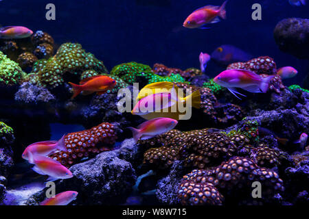 Bel gruppo di pesci di mare catturati dalla fotocamera sotto l'acqua sul blu scuro sfondo naturale dell'oceano o acquario. Underwater pesci colorati Foto Stock