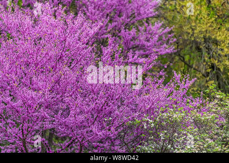 Redbud rami di alberi con molti fiori viola blossom che fiorisce in primavera nel giardino del cortile in Virginia durante la primavera Foto Stock