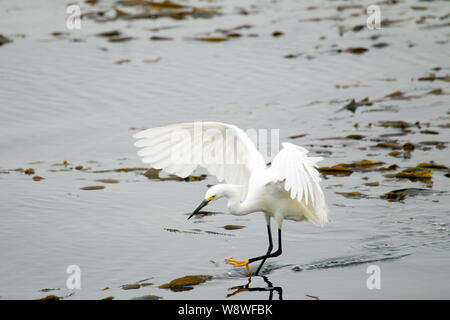 Snowy Garzetta caccia sulla sommità del letto di Kelp Foto Stock