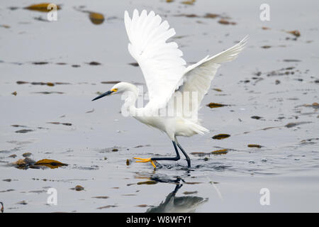 Snowy Garzetta caccia sulla sommità del letto di Kelp Foto Stock