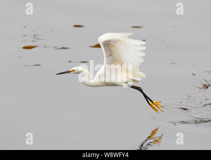 Snowy Garzetta caccia sulla sommità del letto di Kelp Foto Stock