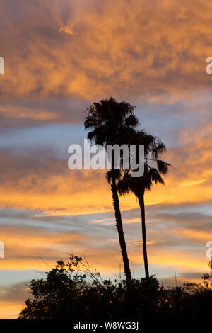 Due stagliano alte palme tramonto colore Foto Stock