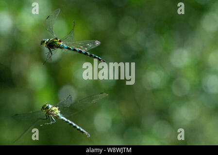 Due hawker meridionale (Aeshna cyanea) interagenti durante il volo Foto Stock