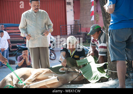 Makassar, Indonesia - Agosto 11th, 2019. Persone gestiscono una mucca prima di essere sacrificati durante l'Eid al-Adha celebrazione. Musulmani indonesiani e i musulmani di tutto il mondo celebrano l'Eid al-Adha Domenica a Lunedi. Il giorno santo chiamato anche la "Festa del sacrificio", è il secondo di due festività Islamiche celebrato in tutto il mondo ogni anno dopo l'Eid al-Fitr. Foto Stock