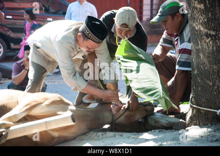 Makassar, Indonesia - Agosto 11th, 2019. Persone gestiscono una mucca prima di essere sacrificati durante l'Eid al-Adha celebrazione. Musulmani indonesiani e i musulmani di tutto il mondo celebrano l'Eid al-Adha Domenica a Lunedi. Il giorno santo chiamato anche la "Festa del sacrificio", è il secondo di due festività Islamiche celebrato in tutto il mondo ogni anno dopo l'Eid al-Fitr. Foto Stock