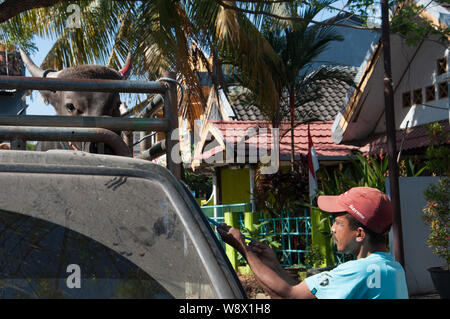 Makassar, Indonesia - Agosto 11th, 2019. Un uomo lavora per scaricare le vacche da il suo camion durante l'Eid al-Adha festival. Musulmani indonesiani e i musulmani di tutto il mondo celebrano l'Eid al-Adha Domenica a Lunedi. Il giorno santo chiamato anche la "Festa del sacrificio", è il secondo di due festività Islamiche celebrato in tutto il mondo ogni anno dopo l'Eid al-Fitr. Foto Stock