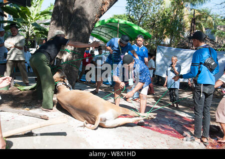 Makassar, Indonesia - Agosto 11th, 2019. Persone gestiscono una mucca prima di essere sacrificati durante l'Eid al-Adha celebrazione. Musulmani indonesiani e i musulmani di tutto il mondo celebrano l'Eid al-Adha Domenica a Lunedi. Il giorno santo chiamato anche la "Festa del sacrificio", è il secondo di due festività Islamiche celebrato in tutto il mondo ogni anno dopo l'Eid al-Fitr. Foto Stock