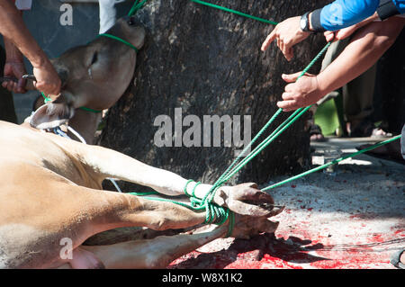 Makassar, Indonesia - Agosto 11th, 2019. Persone gestiscono una mucca prima di essere sacrificati durante l'Eid al-Adha celebrazione. Musulmani indonesiani e i musulmani di tutto il mondo celebrano l'Eid al-Adha Domenica a Lunedi. Il giorno santo chiamato anche la "Festa del sacrificio", è il secondo di due festività Islamiche celebrato in tutto il mondo ogni anno dopo l'Eid al-Fitr. Foto Stock