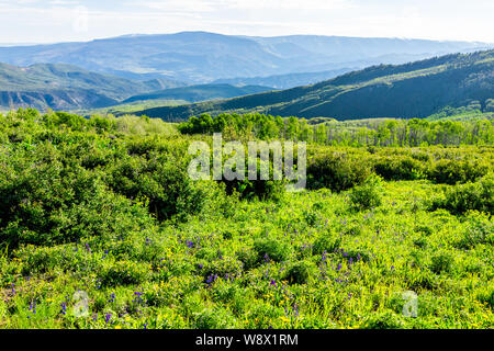 Prato e angolo alto vista sui laghi di Thomas escursione sentiero in Mt Sopris, Carbondale, Colorado con vista del campo di blu e fiori di colore giallo Foto Stock