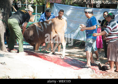 Makassar, Indonesia - Agosto 11th, 2019. Persone gestiscono una mucca prima di essere sacrificati durante l'Eid al-Adha celebrazione. Musulmani indonesiani e i musulmani di tutto il mondo celebrano l'Eid al-Adha Domenica a Lunedi. Il giorno santo chiamato anche la "Festa del sacrificio", è il secondo di due festività Islamiche celebrato in tutto il mondo ogni anno dopo l'Eid al-Fitr. Foto Stock