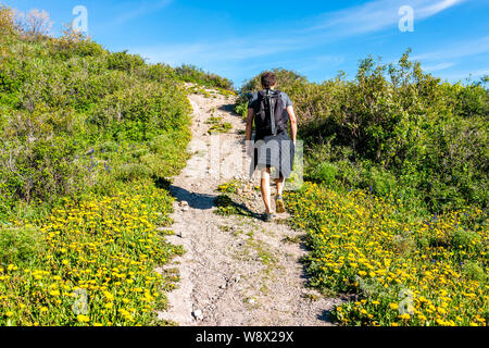 Il giallo dei fiori di tarassaco prato e uomo gli escursionisti a piedi su Thomas laghi escursione sentiero in Mt Sopris, Carbondale, Colorado con un sentiero Foto Stock